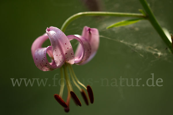 Türkenbund (Lilium martagon)