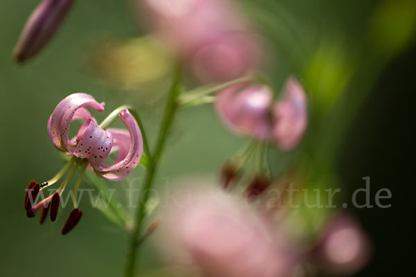 Türkenbund (Lilium martagon)