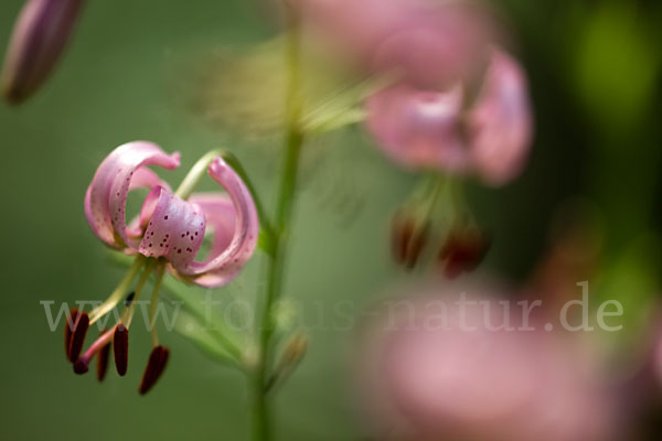 Türkenbund (Lilium martagon)