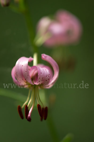 Türkenbund (Lilium martagon)