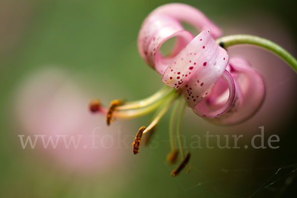 Türkenbund (Lilium martagon)