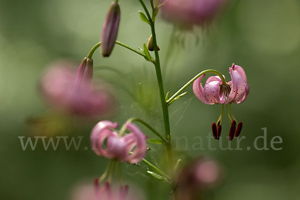 Türkenbund (Lilium martagon)