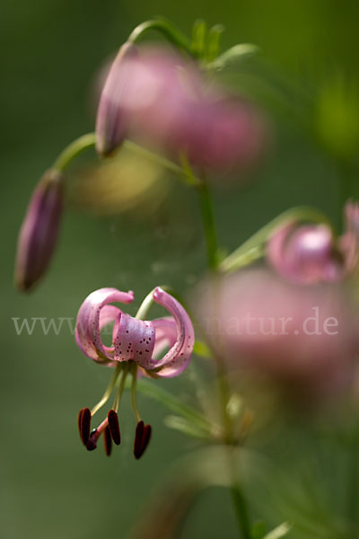 Türkenbund (Lilium martagon)