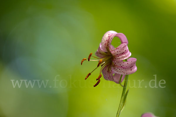 Türkenbund (Lilium martagon)