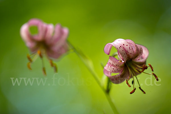 Türkenbund (Lilium martagon)