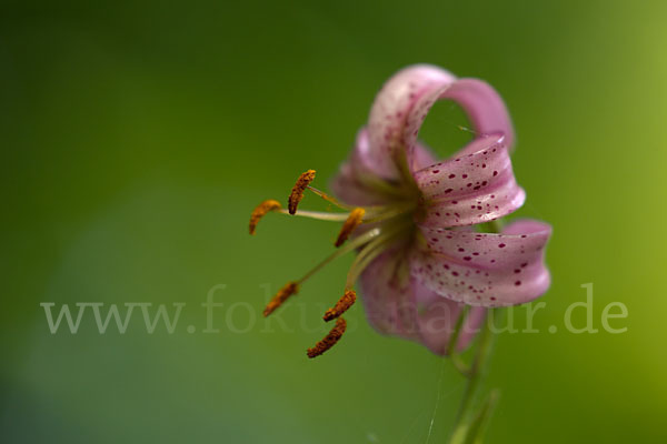 Türkenbund (Lilium martagon)