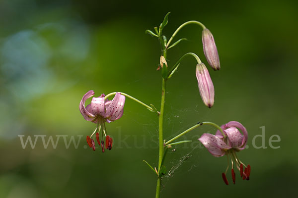 Türkenbund (Lilium martagon)