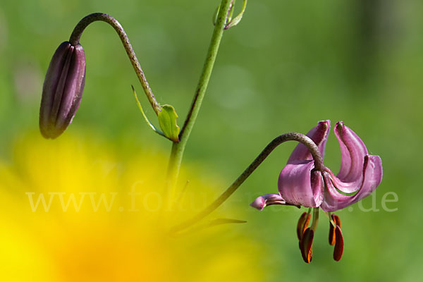 Türkenbund (Lilium martagon)