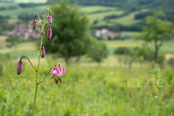 Türkenbund (Lilium martagon)