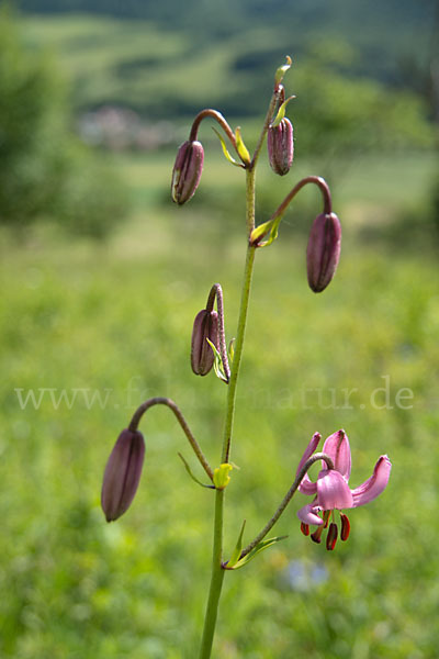 Türkenbund (Lilium martagon)