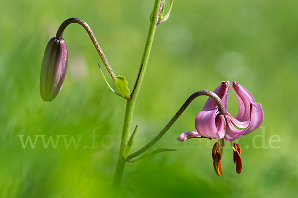 Türkenbund (Lilium martagon)