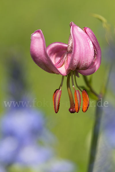 Türkenbund (Lilium martagon)