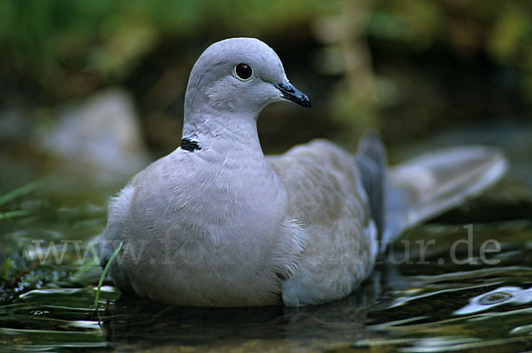 Türkentaube (Streptopelia decaocto)