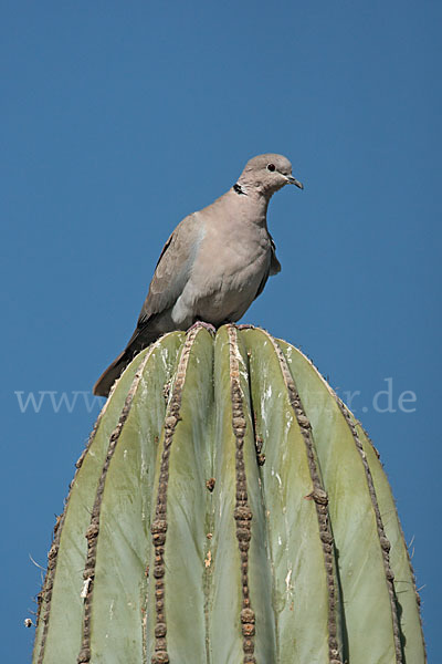 Türkentaube (Streptopelia decaocto)