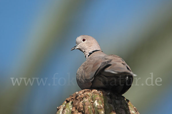 Türkentaube (Streptopelia decaocto)