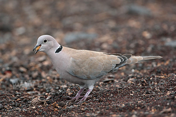 Türkentaube (Streptopelia decaocto)