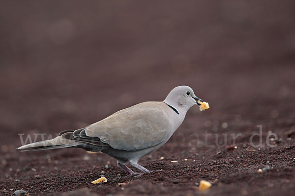 Türkentaube (Streptopelia decaocto)