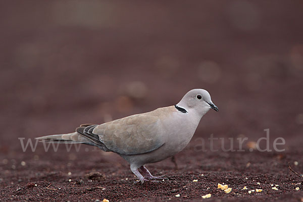 Türkentaube (Streptopelia decaocto)