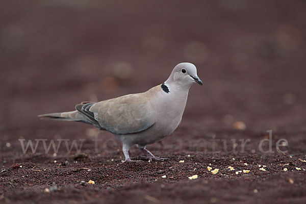 Türkentaube (Streptopelia decaocto)