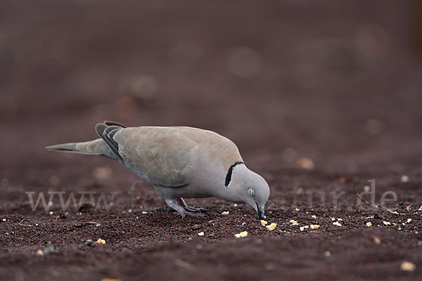 Türkentaube (Streptopelia decaocto)