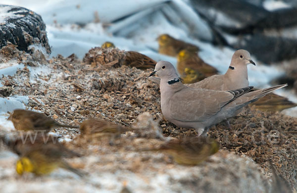 Türkentaube (Streptopelia decaocto)