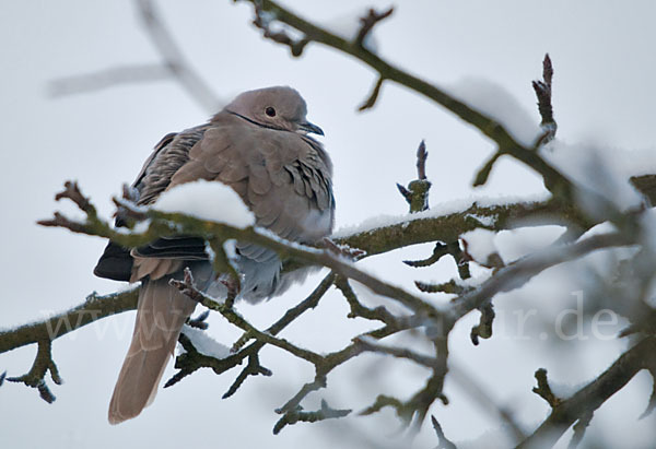 Türkentaube (Streptopelia decaocto)