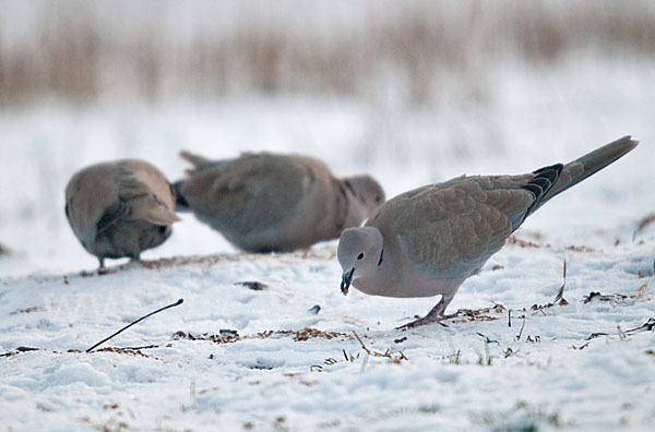 Türkentaube (Streptopelia decaocto)