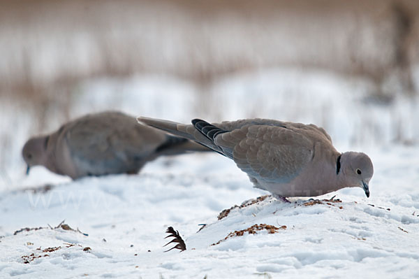 Türkentaube (Streptopelia decaocto)