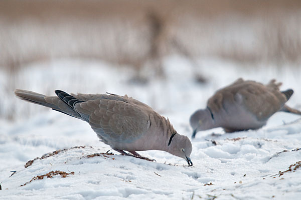 Türkentaube (Streptopelia decaocto)