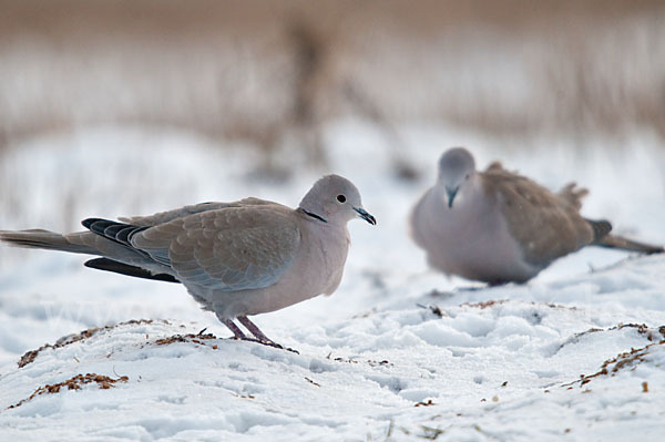 Türkentaube (Streptopelia decaocto)