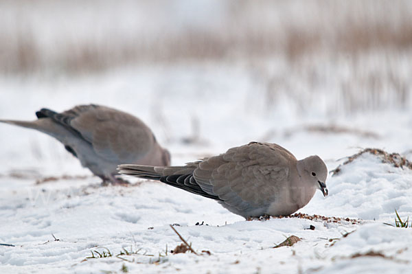 Türkentaube (Streptopelia decaocto)