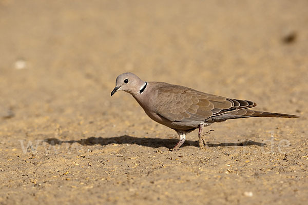 Türkentaube (Streptopelia decaocto)