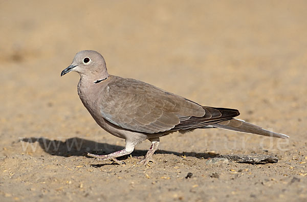 Türkentaube (Streptopelia decaocto)