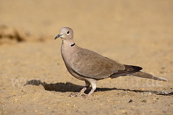 Türkentaube (Streptopelia decaocto)