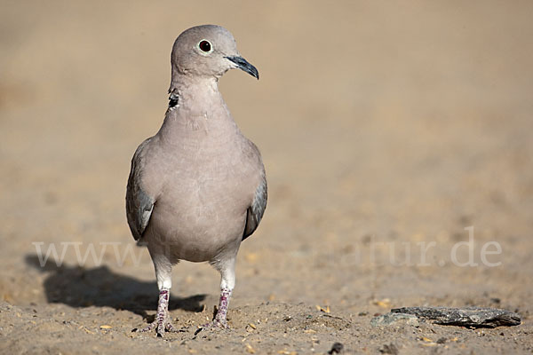 Türkentaube (Streptopelia decaocto)