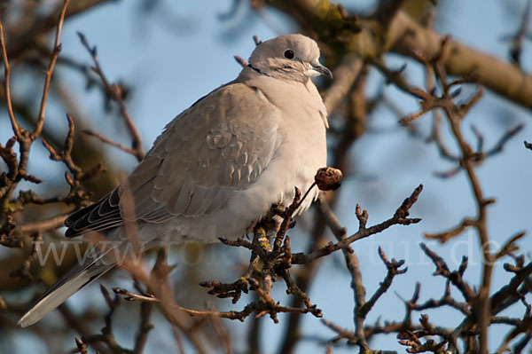 Türkentaube (Streptopelia decaocto)