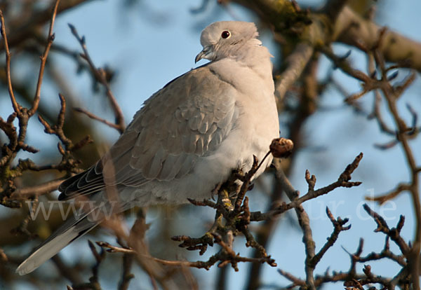 Türkentaube (Streptopelia decaocto)