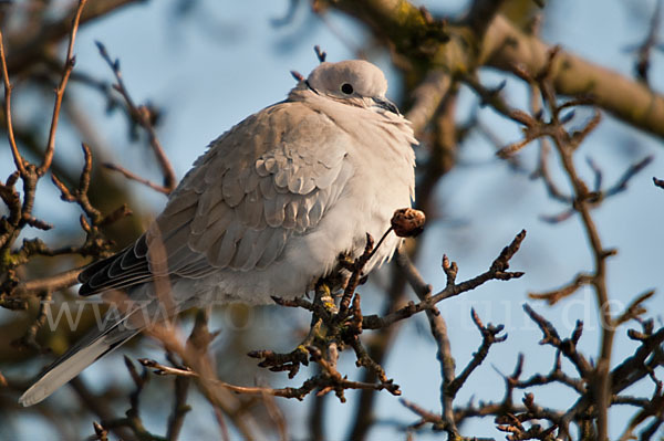 Türkentaube (Streptopelia decaocto)