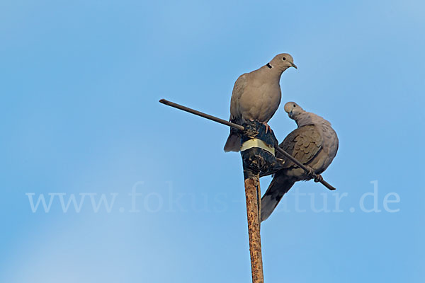 Türkentaube (Streptopelia decaocto)