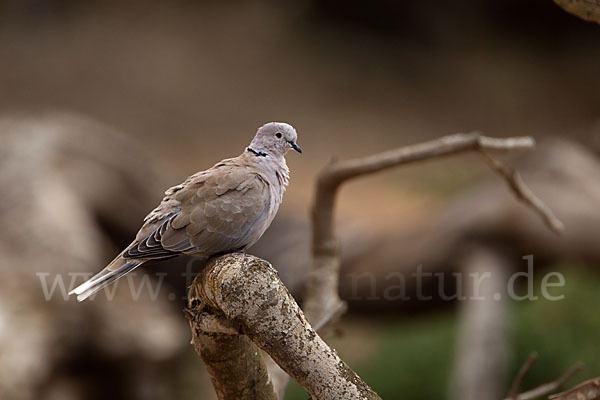 Türkentaube (Streptopelia decaocto)