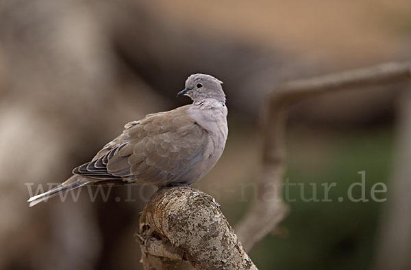 Türkentaube (Streptopelia decaocto)