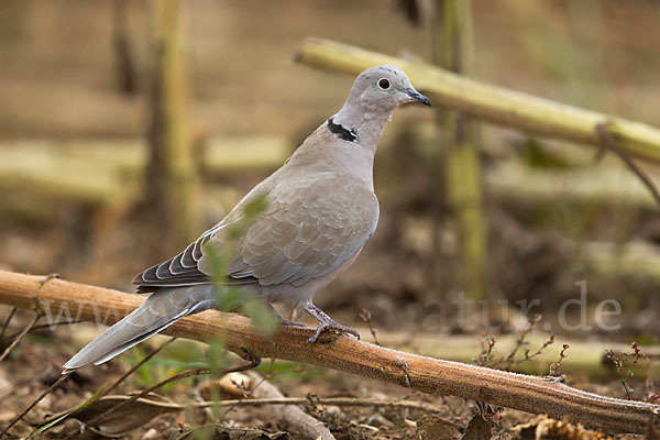 Türkentaube (Streptopelia decaocto)