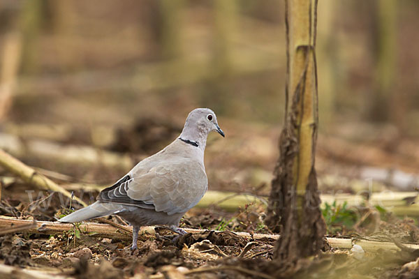 Türkentaube (Streptopelia decaocto)