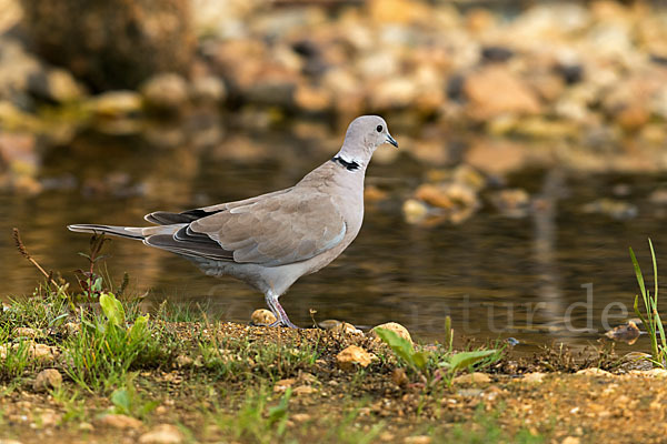 Türkentaube (Streptopelia decaocto)