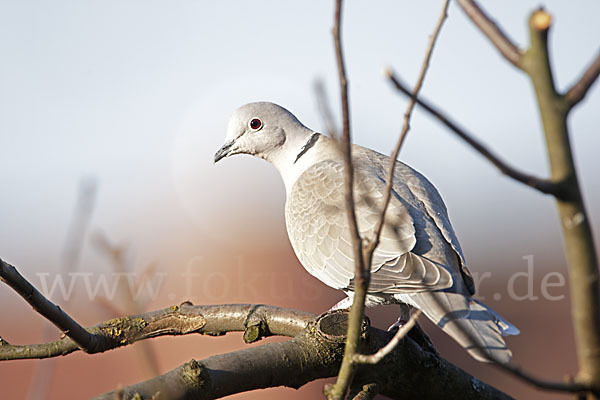 Türkentaube (Streptopelia decaocto)