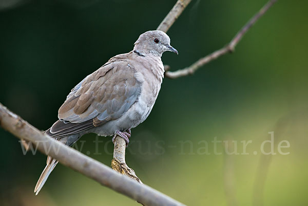 Türkentaube (Streptopelia decaocto)