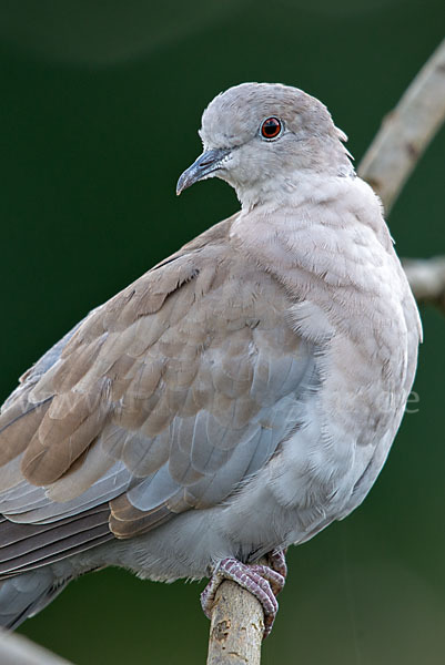 Türkentaube (Streptopelia decaocto)