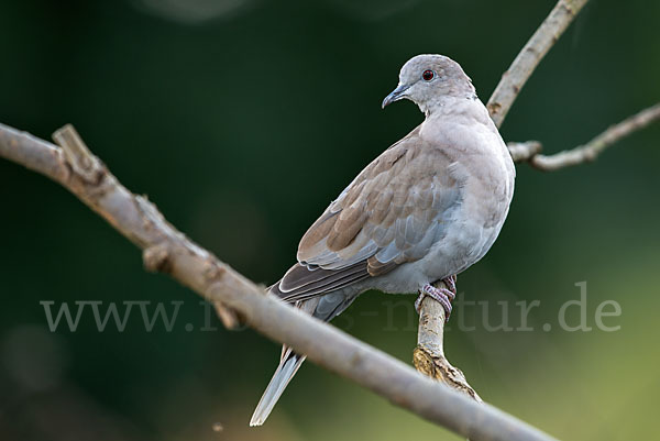 Türkentaube (Streptopelia decaocto)