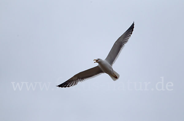 Tundramöwe (Larus heuglini)