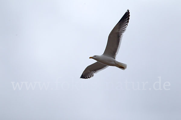 Tundramöwe (Larus heuglini)